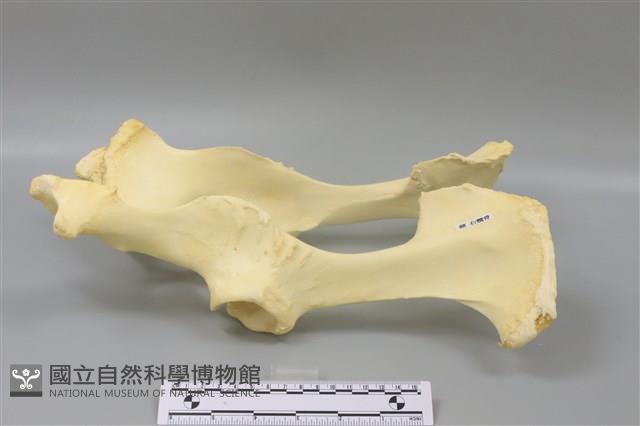 豬骨藏品圖，第4張