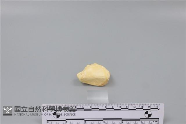 豬骨藏品圖，第3張