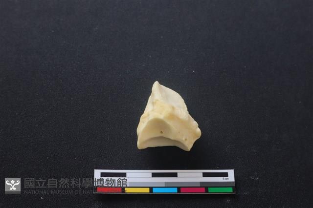 豬骨藏品圖，第3張