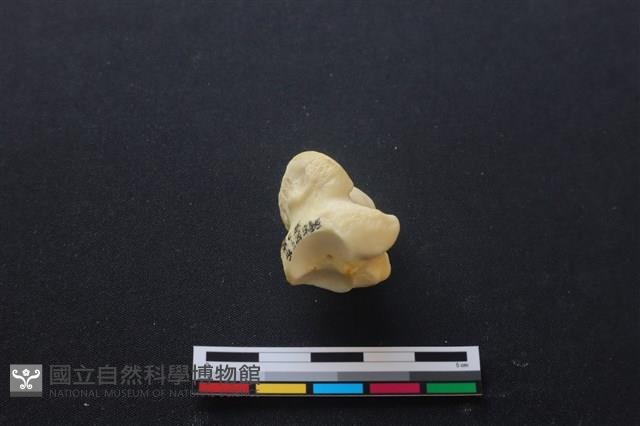 豬骨藏品圖，第3張