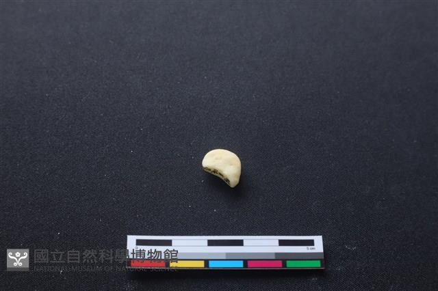 豬骨藏品圖，第3張