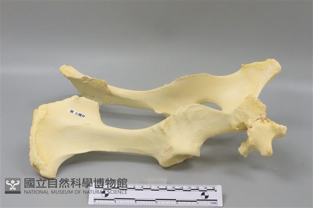 豬骨藏品圖，第3張