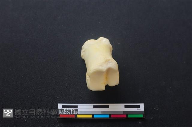 豬骨藏品圖，第3張