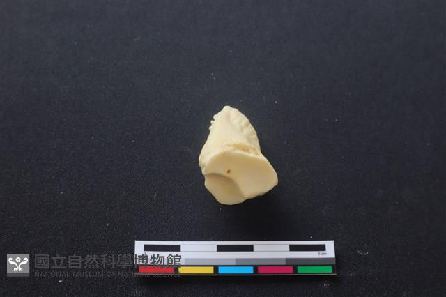 豬骨藏品圖，第3張