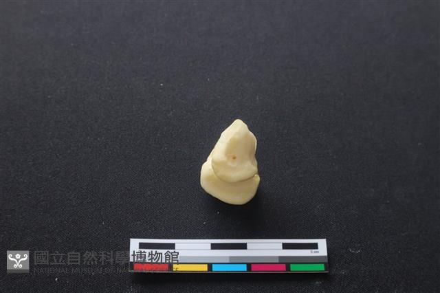 豬骨藏品圖，第3張