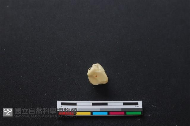 豬骨藏品圖，第3張