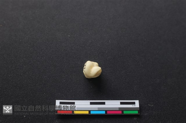 豬骨藏品圖，第3張