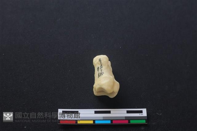 豬骨藏品圖，第3張