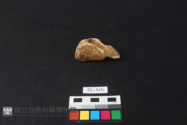 鹿骨藏品圖，第3張