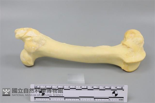 豬骨藏品圖，第3張