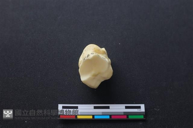 豬骨藏品圖，第3張