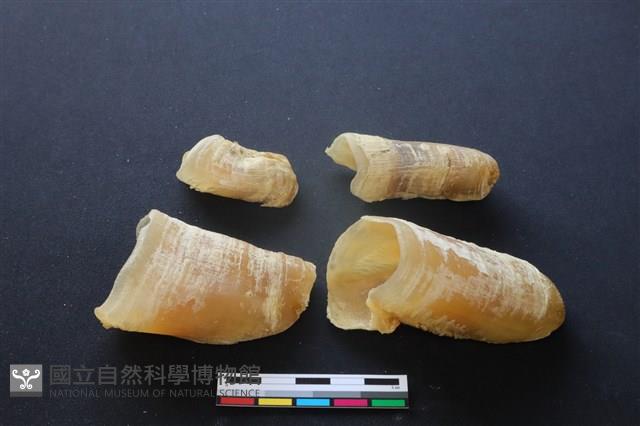 豬骨藏品圖，第3張