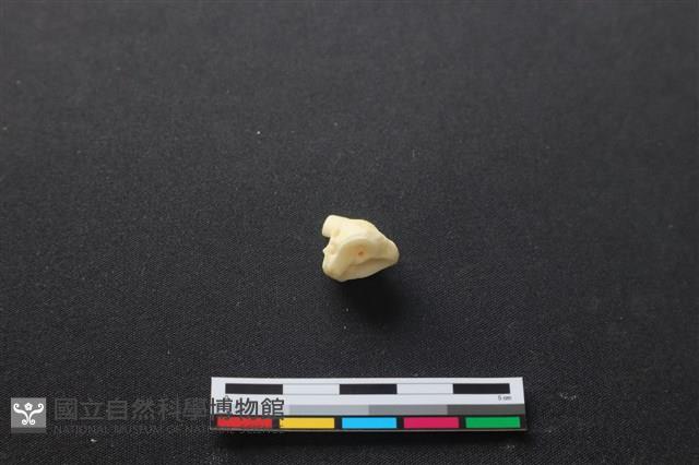 豬骨藏品圖，第3張