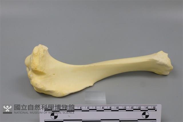 豬骨藏品圖，第3張