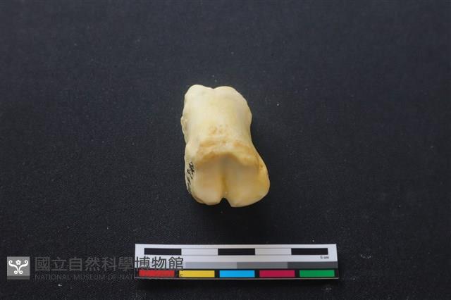 豬骨藏品圖，第3張