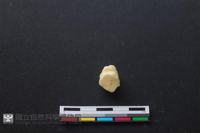 豬骨藏品圖，第3張
