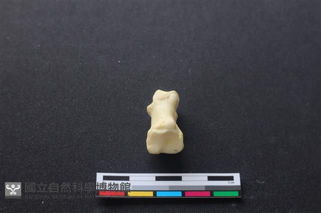 豬骨藏品圖，第3張