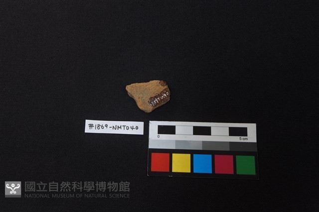 陶片藏品圖，第2張