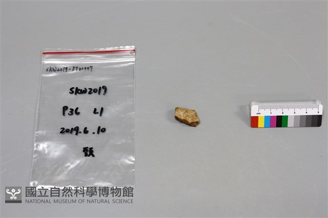 陶片藏品圖，第2張