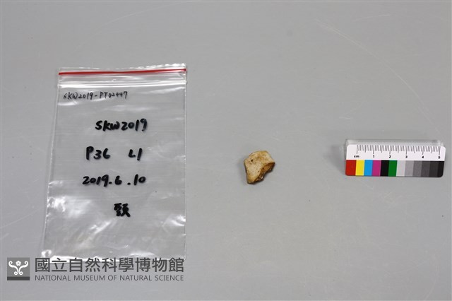 陶片藏品圖，第1張