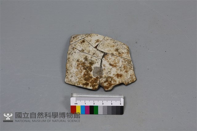 陶片藏品圖，第3張