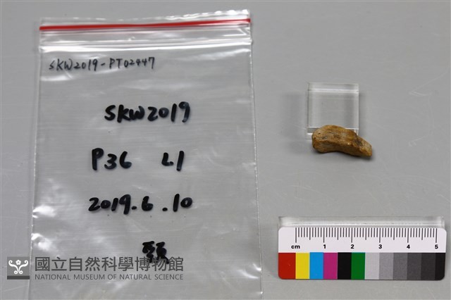 陶片藏品圖，第3張