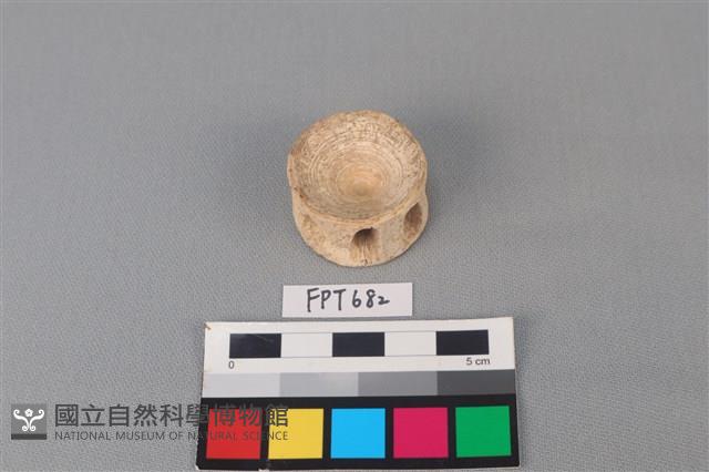 鯊魚骨藏品圖，第1張
