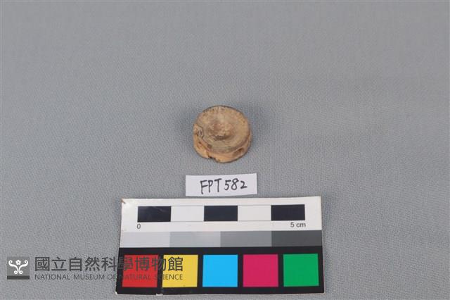 鯊魚骨藏品圖，第1張