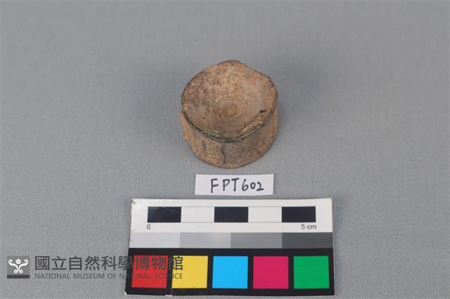 鯊魚骨藏品圖，第1張