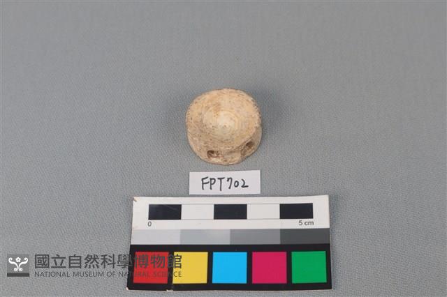鯊魚骨藏品圖，第1張