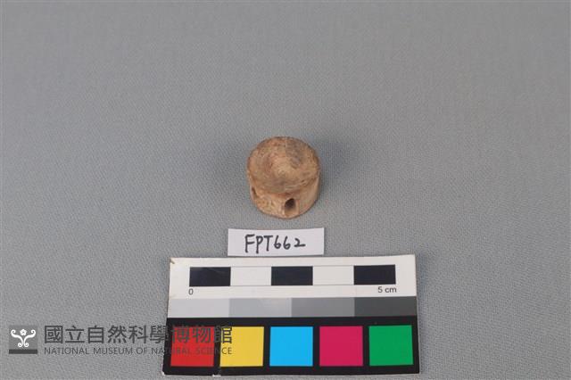 鯊魚骨藏品圖，第1張
