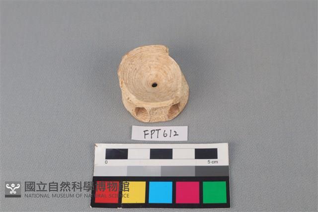 鯊魚骨藏品圖，第1張