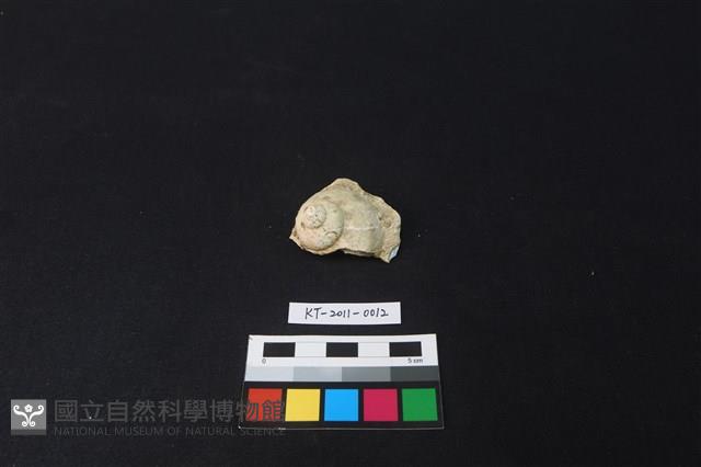 貝殼藏品圖，第1張