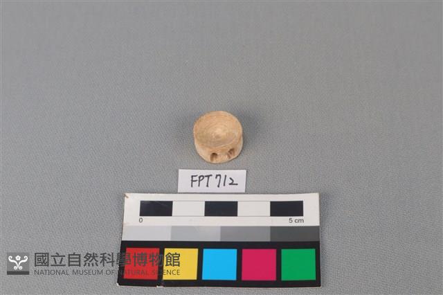 鯊魚骨藏品圖，第1張