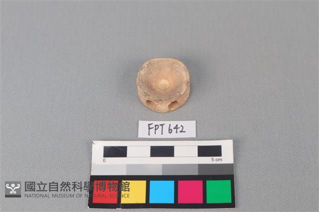 鯊魚骨藏品圖，第1張
