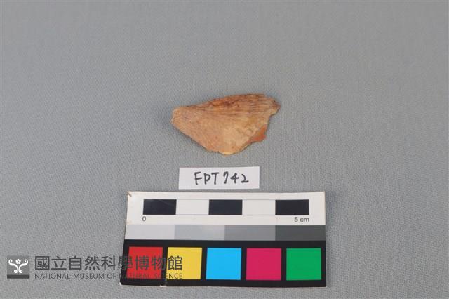 魚骨藏品圖，第1張