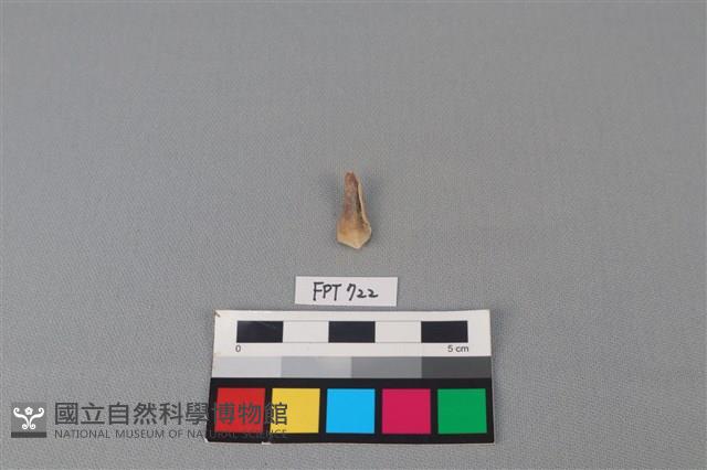 鹿骨藏品圖，第1張