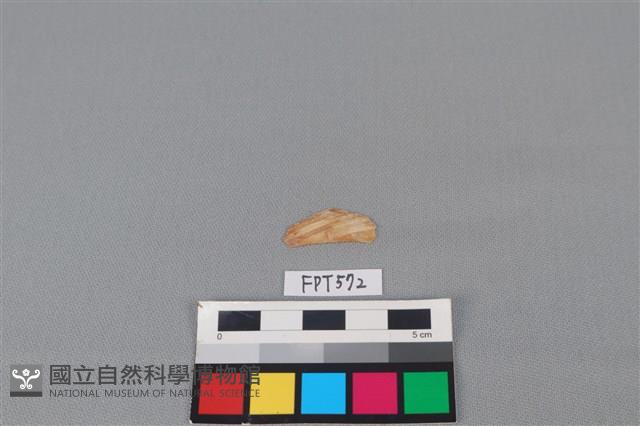 魚骨藏品圖，第1張