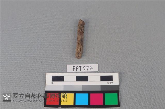 鐵釘藏品圖，第1張