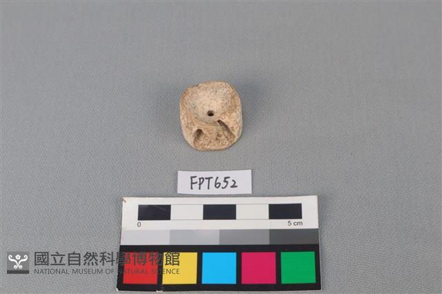 鯊魚骨藏品圖，第1張
