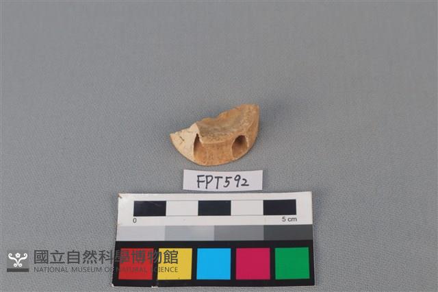 鯊魚骨藏品圖，第1張