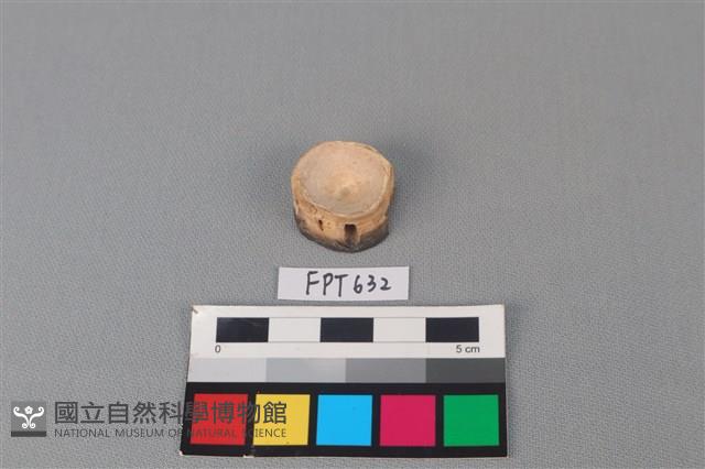 鯊魚骨藏品圖，第1張