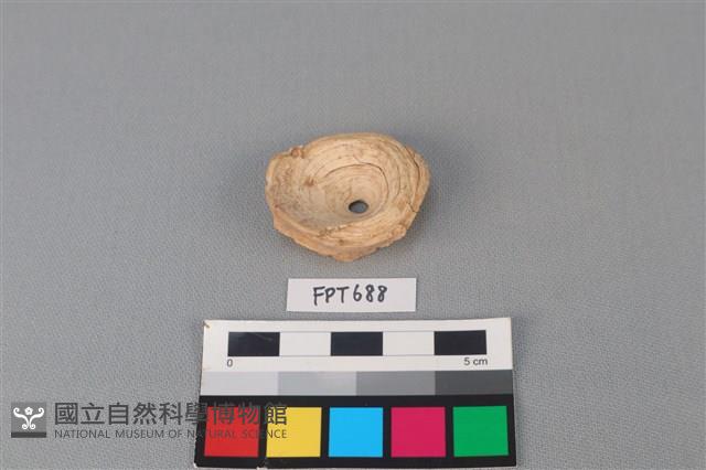 鯊魚骨藏品圖，第1張