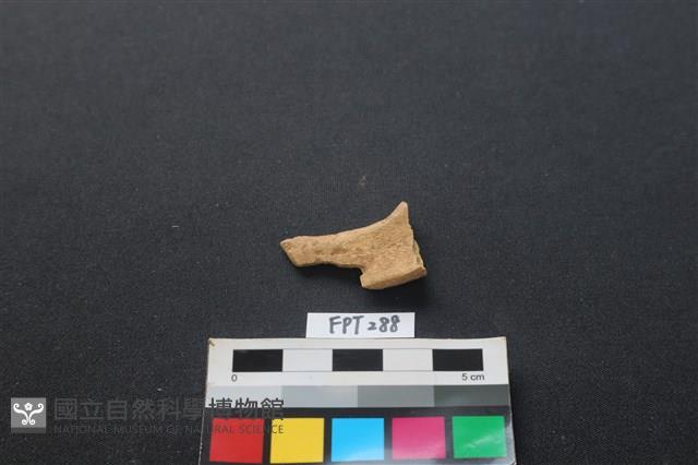 山羌骨藏品圖，第1張