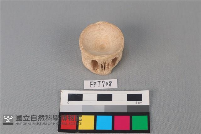 鯊魚骨藏品圖，第1張