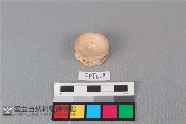 鯊魚骨藏品圖，第1張