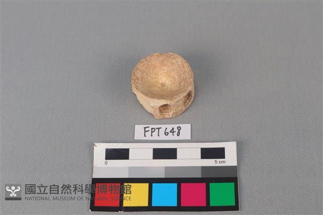 鯊魚骨藏品圖，第1張
