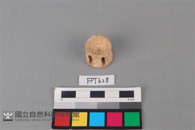 鯊魚骨藏品圖，第1張