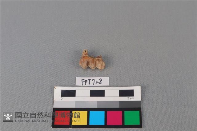 鹿骨藏品圖，第1張