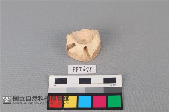 鯊魚骨藏品圖，第1張
